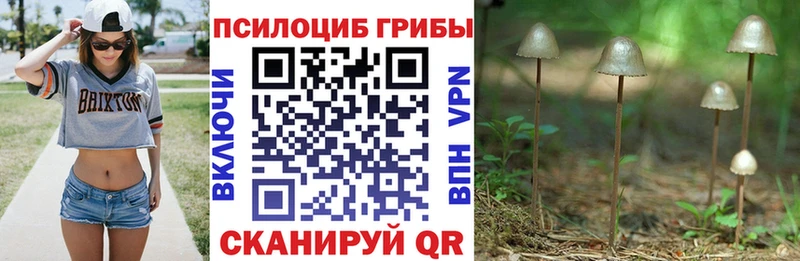 где купить наркотик Миллерово Галлюциногенные грибы Psilocybe